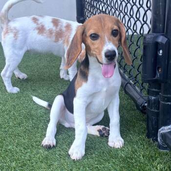Scotty GEH6 5065 -  Beagle Dog for Adoption in Loxahatchee Groves, Florida - Scotty GEH6 5065 | PetCurious