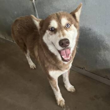 Husky Dogs Available for Adoption in Edinburg, Texas - Begonia | PetCurious