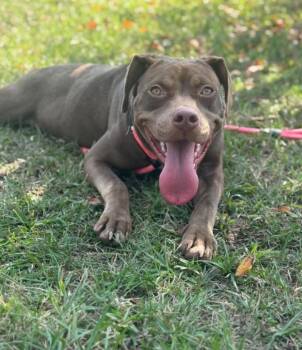 Fiona -  Mixed Breed Dog for Adoption in Orangeburg, South Carolina - Fiona | PetCurious