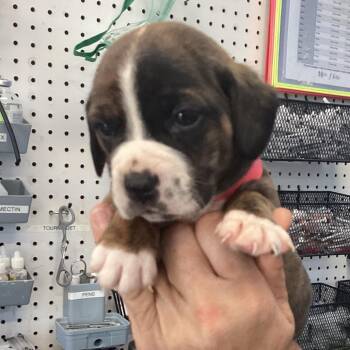 Chocolate Labrador Retriever Dogs Available for Adoption in Montgomery, Alabama - Tiara | PetCurious