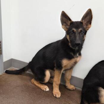 Heidi -  German Shepherd Dog Dog for Adoption in Chattanooga, Tennessee - Heidi | PetCurious