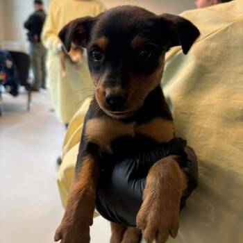 Mixed Breed Dogs Available for Adoption - Rainelle | PetCurious