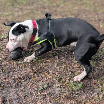Jimbo 28268 -  Mixed Breed Dog for Adoption in Middleburg, Florida - Jimbo 28268 | PetCurious