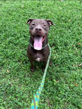 Rescue Mixed Breed Dogs for Adoption in Spartanburg, South Carolina - Roger | PetCurious