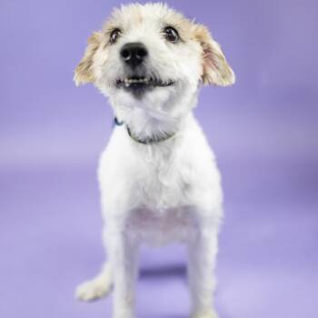 DJ -  Jack Russell Terrier Dog for Adoption in Portland, Oregon - DJ | PetCurious