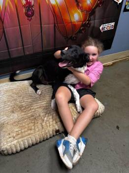 Flint -  Border Collie Dog for Adoption in Lakewood Ranch, Florida - Flint | PetCurious