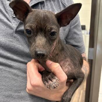 Chihuahua Dogs Available for Adoption in Tifton, Georgia - Huxley | PetCurious
