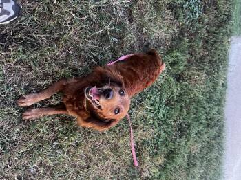 Penny -  Spaniel and Golden Retriever Dog for Adoption in Lexington, Kentucky - Penny | PetCurious