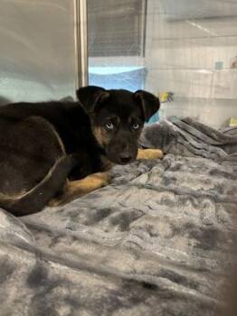 Marty -  German Shepherd Dog and Mixed Breed Dog for Adoption in Fresno, California - Marty | PetCurious