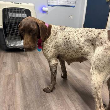 Sage -  German Shorthaired Pointer Dog for Adoption in Fulton, Missouri - Sage | PetCurious