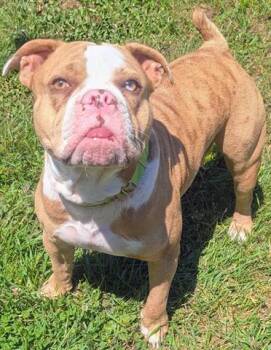 RIRI -  American Bulldog and Pit Bull Terrier Dog for Adoption in Akron, Ohio - RIRI | PetCurious