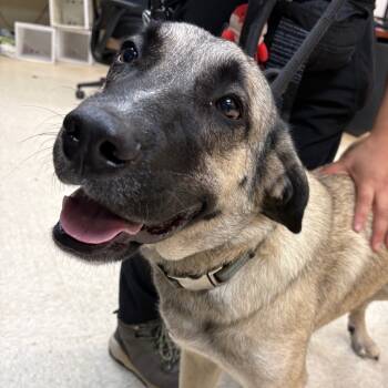 Rescue Mixed Breed Dogs for Adoption in Columbus, Georgia - 11/22/2025-Stary-SmithRoad | PetCurious