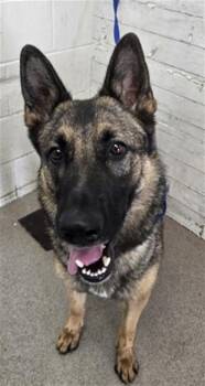 GARDEVIOR -  German Shepherd Dog Dog for Adoption in San Bernardino, California - GARDEVIOR | PetCurious