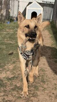 German Shepherd Dog and Mixed Breed Dogs Available for Adoption in Balch Springs, Texas - Sheldon | PetCurious