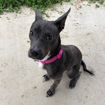 Thumbelina -  Pit Bull Terrier and Mixed Breed Dog for Adoption in Binghamton, New York - Thumbelina | PetCurious