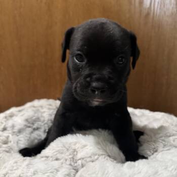 Pit Bull Terrier and Mixed Breed Dogs Available for Adoption in Bristol, Indiana - Destiny | PetCurious