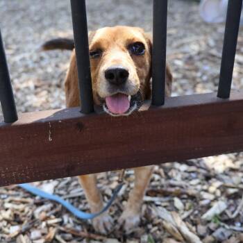 Beagle Dogs Available for Adoption in Briarcliff Manor, New York - Millie | PetCurious