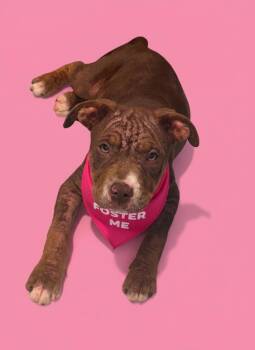 Summer-ADOPT Me -  Mastiff and Pit Bull Terrier Dog for Adoption in Redondo Beach, California - Summer-ADOPT Me | PetCurious