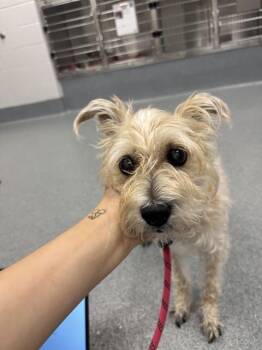 OLIVIA -  Schnauzer and Mixed Breed Dog for Adoption in Indianapolis, Indiana - OLIVIA | PetCurious