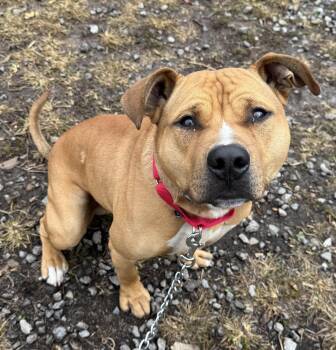 Rescue Pit Bull Terrier Dogs for Adoption in Mckeesport, Pennsylvania - Rocky | PetCurious