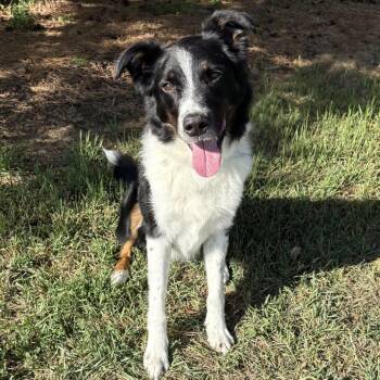 Ducky -  Collie Dog for Adoption in Fargo, North Dakota - Ducky | PetCurious