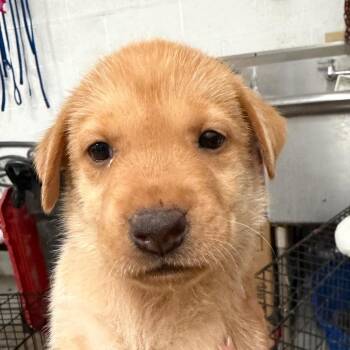 Java -  Labrador Retriever and Mixed Breed Dog for Adoption in Edinburg, Texas - Java | PetCurious