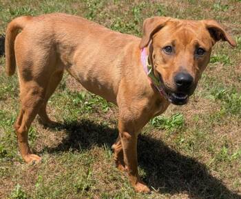 PRETTY GIRL -  Redbone Coonhound Dog for Adoption in Akron, Ohio - PRETTY GIRL | PetCurious