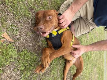 Mixed Breed Dogs Available for Adoption in Lancaster, South Carolina - Diesel  | PetCurious