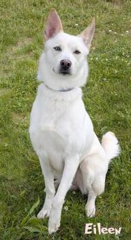 Eileen -  Siberian Husky and Mixed Breed Dog for Adoption in Mason, Michigan - Eileen | PetCurious
