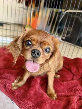 Rescue Cavalier King Charles Spaniel Dogs for Adoption in Cape Coral, Florida - Sabrina | PetCurious