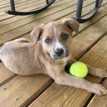 Mixed Breed Dogs Available for Adoption in Austell, Georgia - Astrid | PetCurious