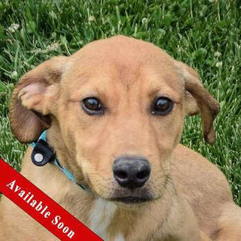 Rescue Labrador Retriever and Boxer Dogs for Adoption in Huntley, Illinois - Copper | PetCurious