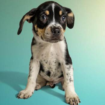 Cattle Dog Dogs Available for Adoption in Armonk, New York - AAD Upcoming Arrival!  Wyatt - 26082 | PetCurious