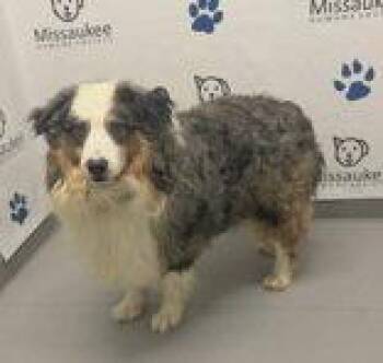 Bingo (7231) -  Australian Shepherd Dog for Adoption in Lake City, Michigan - Bingo (7231) | PetCurious