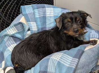 Terrier and Mixed Breed Dogs Available for Adoption - Winnie | PetCurious