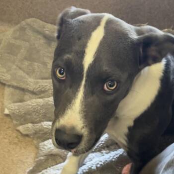 Black Labrador Retriever Dogs Available for Adoption in Hinesville, Georgia - Winnie | PetCurious