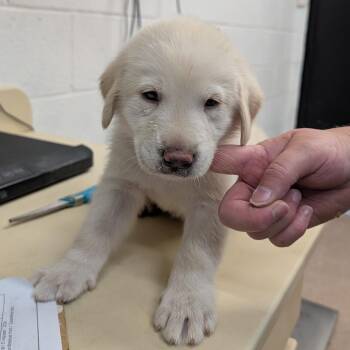 Henry -  Great Pyrenees and Black Labrador Retriever Dog for Adoption in Ardmore, Oklahoma - Henry | PetCurious