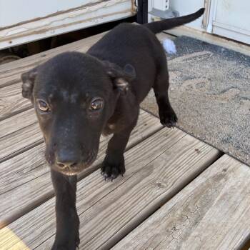 Luke -  Black Labrador Retriever Dog for Adoption in Midland, Texas - Luke | PetCurious