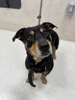 Miniature Pinscher and Mixed Breed Dogs Available for Adoption in Honolulu, Hawaii - Pono | PetCurious