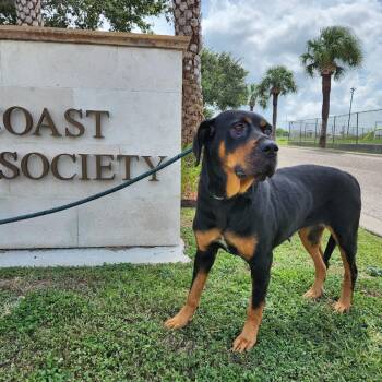 Pistacio Cream Milkshake -  Rottweiler and Mixed Breed Dog for Adoption in Corpus Christi, Texas - Pistacio Cream Milkshake | PetCurious