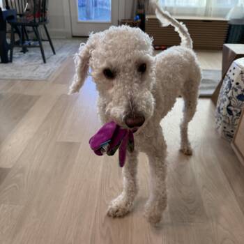 Rescue Poodle Dogs for Adoption in Austin, Texas - Shay | PetCurious