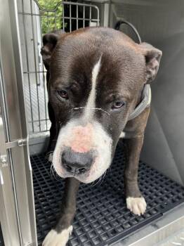 Mixed Breed Dogs Available for Adoption in Dallas, Texas - HARRY | PetCurious