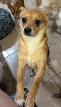 Robin in TX -  Chihuahua Dog for Adoption in Cranston, Rhode Island - Robin In TX | PetCurious