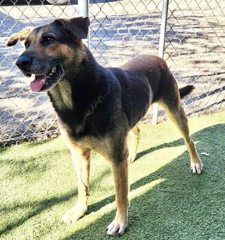 Rescue German Shepherd Dog Dogs for Adoption in Plano, Texas - Bear | PetCurious