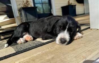 Hound Dogs Available for Adoption - Sansa | PetCurious