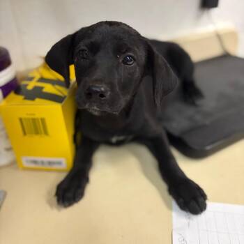 Penny -  Black Labrador Retriever and Mixed Breed Dog for Adoption in Ardmore, Oklahoma - Penny | PetCurious