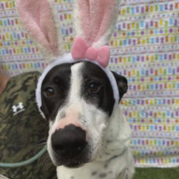 Hound and Mixed Breed Dogs Available for Adoption in Smithfield, North Carolina - Lizzy | PetCurious