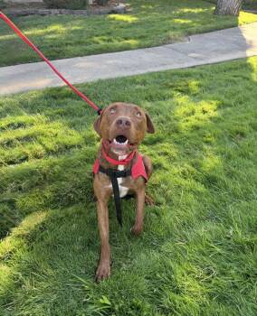 Rescue Mixed Breed Dogs for Adoption in Shingle Springs, California - 25Rusty - POB | PetCurious