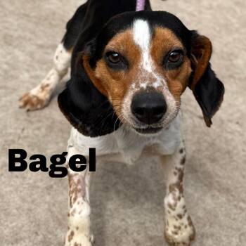 Beagle Dogs Available for Adoption in Gladstone, Michigan - Bagel 260237 | PetCurious