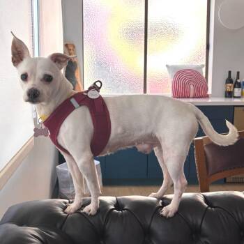 Jam 13998 -  Chihuahua Dog for Adoption in San Francisco, California - Jam 13998 | PetCurious